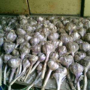 garlic