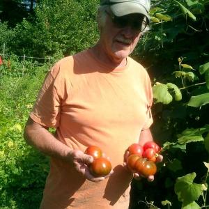 tomatoes