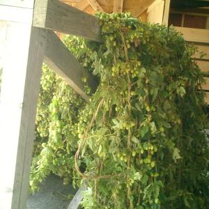 hop vines