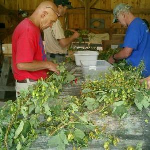 picking hops