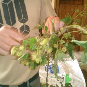closeup of hops