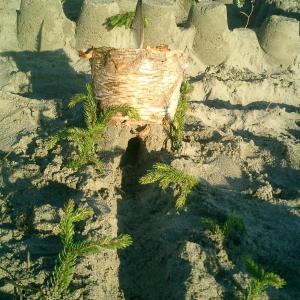 sand castle