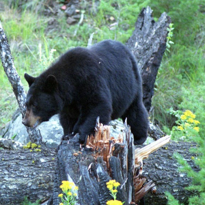 Black bear. Terry Spivey photo