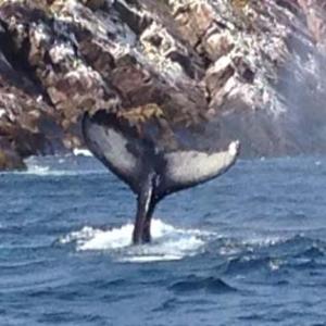 Humpbacked whales were gorging on capelin right off the shores of Newfoundland. (Photo courtesy Richard Podolsky)