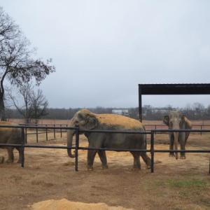 hope elephants (1499)