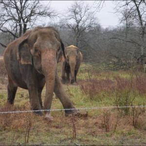 hope elephants (1499)