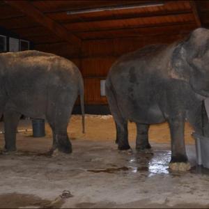 hope elephants (1499)