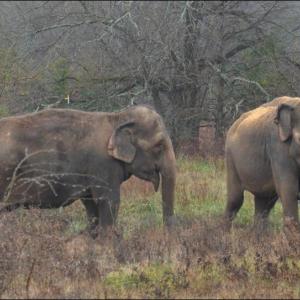 hope elephants (1499)