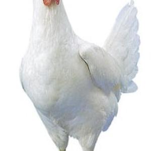 pearl white leghorn