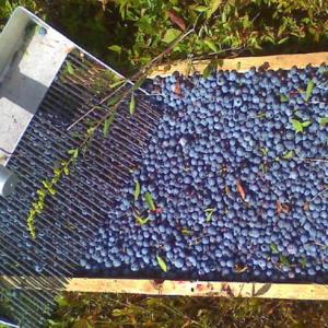Highland organics blueberries (Photo courtesy Highland Organics)