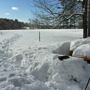 The trek to the honeybee hive near Lily Pond was arduous due to a lack of snowshoes at this point in the trip. But here, the overwintering bee colony was alive and well. (Photo by Holly S. Edwards)
