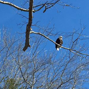 A mature bald eagle perches above Hosmer Pond Road, at the Rollins Road intersection, in Camden late Friday morning, Feb. 27. (Photo by Holly S. Edwards)