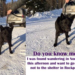 Lucky of Belfast, found wandering in Northport Wednesday afternoon near a subdivision in the area of Swans Island Blankets, has been reunited with his owners, who have been searching for him. He’s 14 and doesn’t hear very well, but he wandered to a good home and person, who quickly activated a social media network to find his owners.