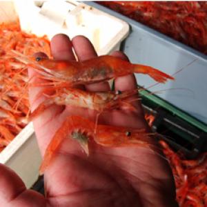 Northern shrimp, Pandalus borealis (top), and two species of striped shrimp (P. montagui and Dichelopandalus leptocerus bottom). (Photo by Cinamon Moffett, University of Maine)