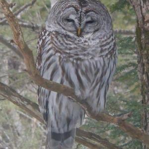 barred owl