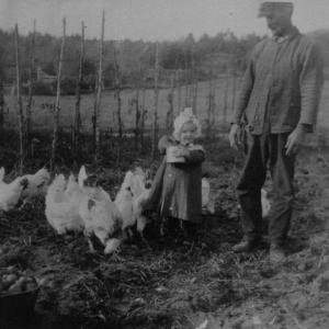 feeding the chickens