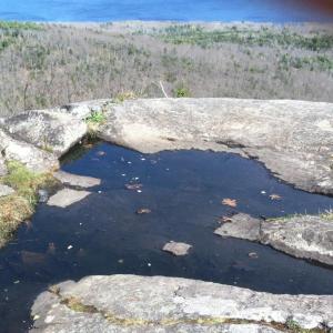 toad pool