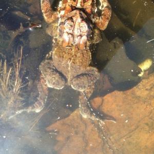 toads