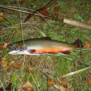 Brook trout can be identified by dark vermiculation on their backs, red spots with light blue halos on their sides, an orange belly and white leading edges along their lower fins and tail. (Courtesy GRTU)