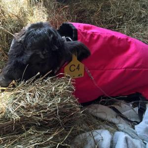 This 12-day-old belted Gallway calf is being cared for by Aldermere Farm staff after it started showing signs of distress. (Photo by Holly S. Edwards)