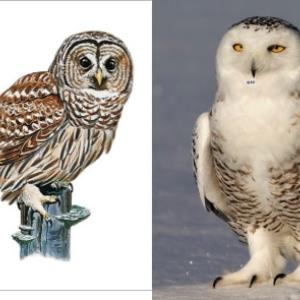 owls