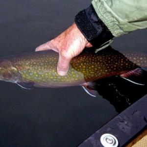 Releasing a brookie. (Courtesy GRTU)
