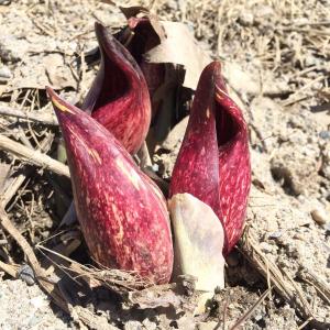 skunk cabbage flower