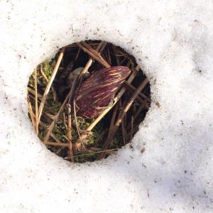 skunk cabbage, snow