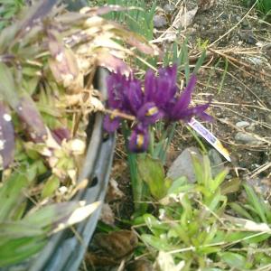 our garden 