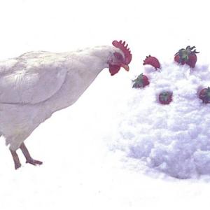 strawberry snowcake