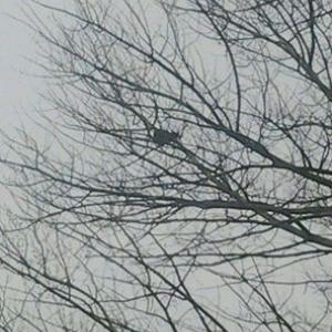 Sid sits high up in a tree in Thomaston. (Photo from the Pope Memorial Humane Society Facebook page)
