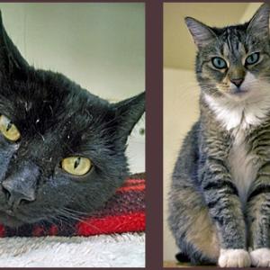 From left, Bubba and Kiki are looking for forever homes and you can meet them at P.A.W.S. Animal Adoption Center at 146 Camden St. in Rockport.