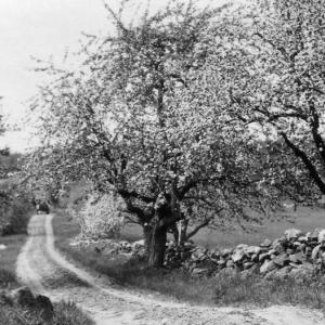 This country road could have been almost anywhere in Lincolnville at the turn of the 20 th-Century
Photo courtesy of Lincolnville Historical Society roads