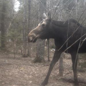 This handsome cow moose was wandering near Ducktrap Mountain the other day.
Photo by Corelyn Senn moose