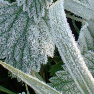 (Frost on a nettle, Netherlands by Vincent van Zeijst/WikiCommons)