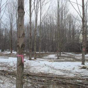 Thinning two acres at Beech Hill Preserve creates firewood for the needy and makes room for a sugarbush. (Photo courtesy Coastal Mountains Land Trust)