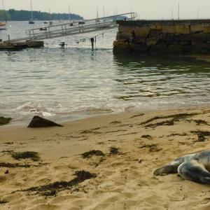 Two Harbor Seal pups are hanging out on Goodie’s Beach this morning in Rockport, May 28. The beach is closed to people and dogs. (Photo by Lynda Clancy)