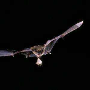 bat