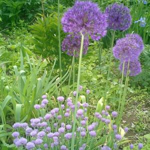alliums
