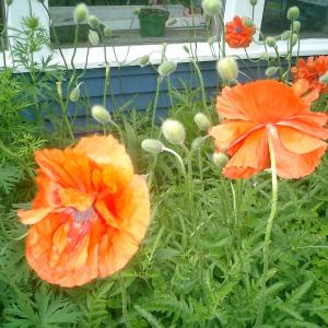poppies