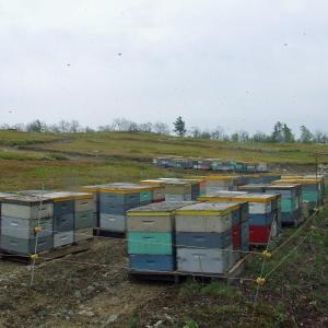 Commercial beehives at R.T. Allen and Sons field on Vienna Mountain in Mount Vernon. (Courtesy Dave Smith/Sparky’s Apiary)