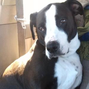 Help find Bones and bring her home.