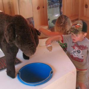 Children at Farm-to-Fair exhibit make a stop in the cattle barn to feed grain to the cows. (Photo courtesy Knox and Lincoln Counties 4-H Leaders' Association)