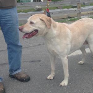 This dog was found last night on Bay Ridge in Rockport.
