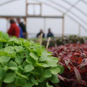 Belfast Community Co-op, Villageside Farm, lettuce 
