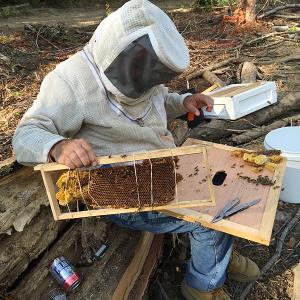 David Edwards places honeycomb inside empty wood frames and secures it with rubber bands. Eventually, the honeybees will add to the comb and secure it to the sides, and then chew up and pull the bits of rubber band out of the hive. (Photo by Holly S. Edwards)