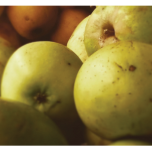 heritage Maine apples