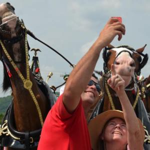 J.J. and Drew are leaders of this team of Budweiser Clydesdales. They know how to handle selfies. (Photo by Lynda Clancy)