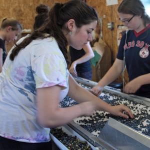 In the foreground, Abbie Bartlett inspects the wild blueberries during the final stage of the Ridgeberry Farm’s fresh pack line, looking for unripe berries, leaves and other detritus before the fruit rolls off the conveyor belt into cardboard containers. (Photo by Holly S. Edwards)