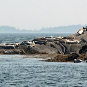 Seals are hauled out and spread out across nearly every inch of Goose Island in Penobscot Bay Sunday, April 16. (Photo by Holly S. Edwards)